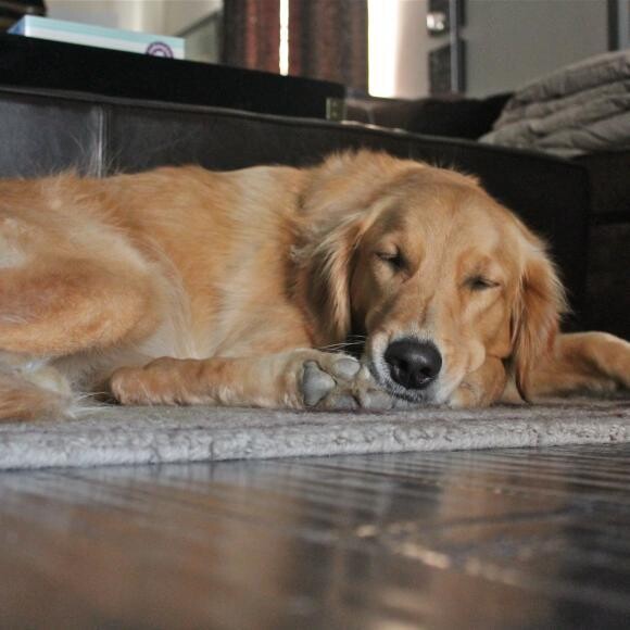 Cami napping after a long day of play!