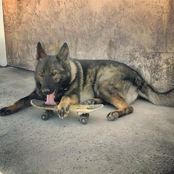 Omma, 1 1/2, hanging out with her skateboard on a hot summer day!