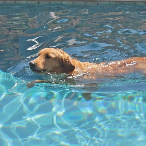 Swimming in the pool (chasing a bee)