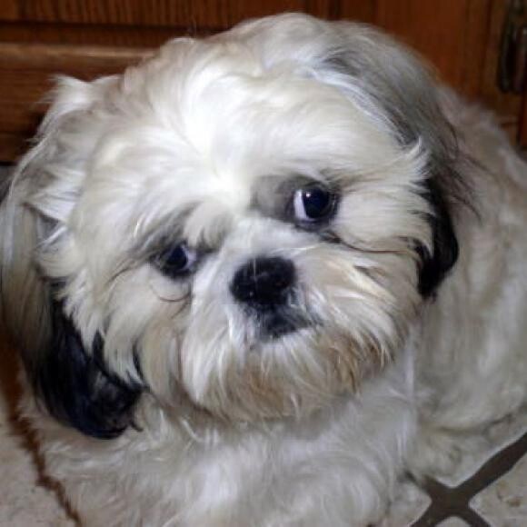 My Petfinder photo. I was very sad.
