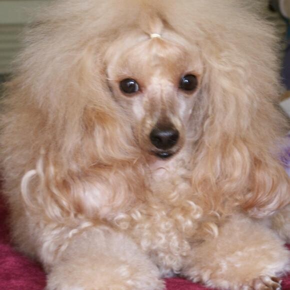 This is my sweet miniature poodle Rhett. nHe loves obedience and Rally. n