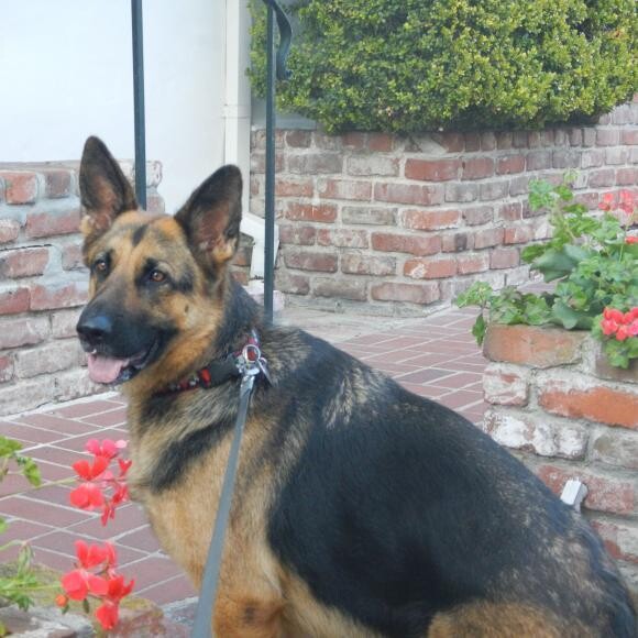 Molly in Carmel