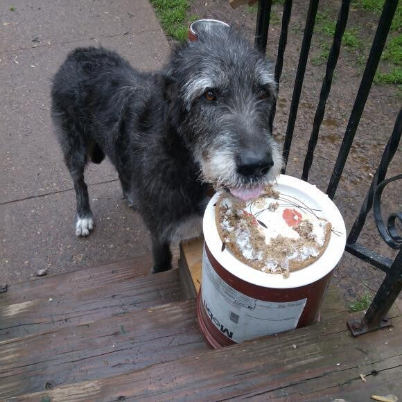 Eclipse having cake on her 9th Birthday - June 9, 2013