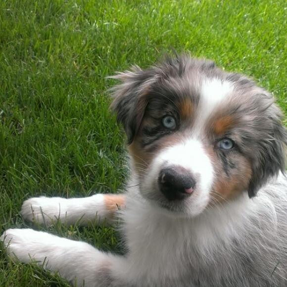 Luna at 12 weeks. A Huge Embarq Lover!