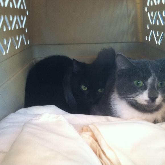 Me and My Brother, Linky
