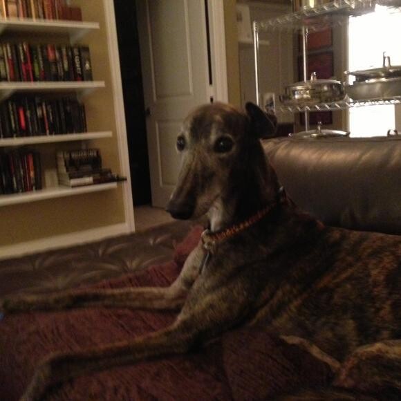 Rip is the fastest couch potato in Arlington, VA. n