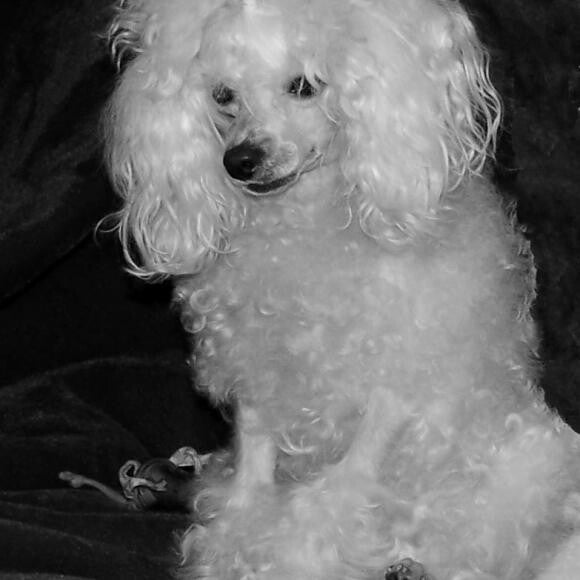 This is Winston my sweet 9 year old toy poodle.