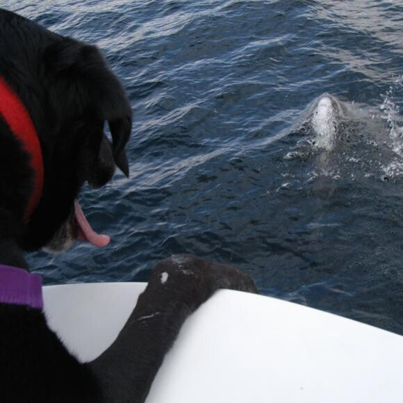 On Whale watch. n
