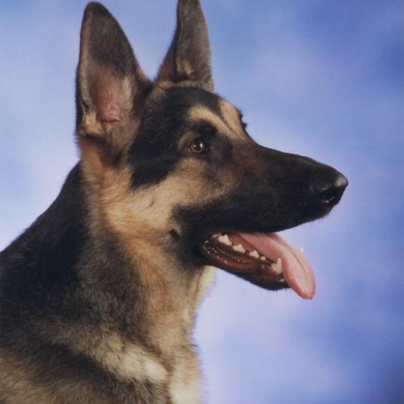 My favorite studio shot of Ari at 1 year of age