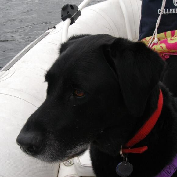 In the Zodiac, on whale watch.