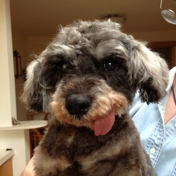 Lucky the half-blind, half-deaf, half-lame, totally toothless sweetheart.