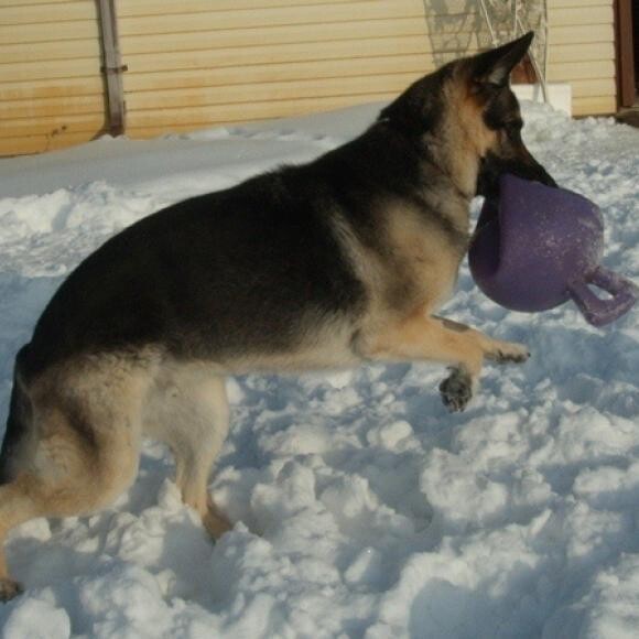 Ari with his faviorite toy