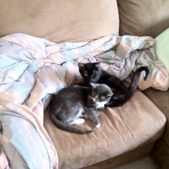Elmer and Linky relaxing after a long day of chasing each other around.