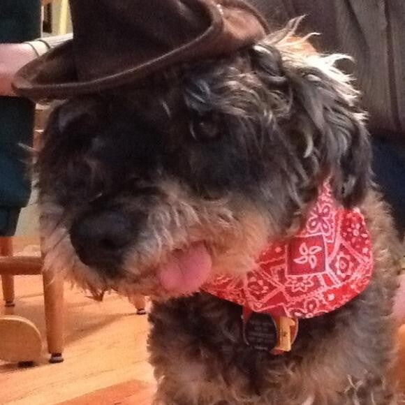 cowdog
