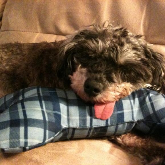 tired dog