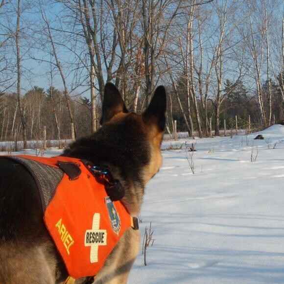 Ari on a search