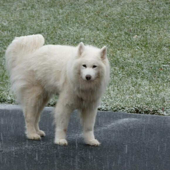 Bonnie Blue...The girl who showed our family what loving a dog was all about<3