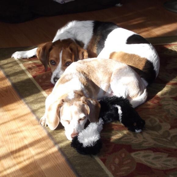 Angel sunning with her adopted brother Mick