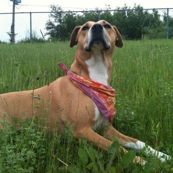 Dog days of summer