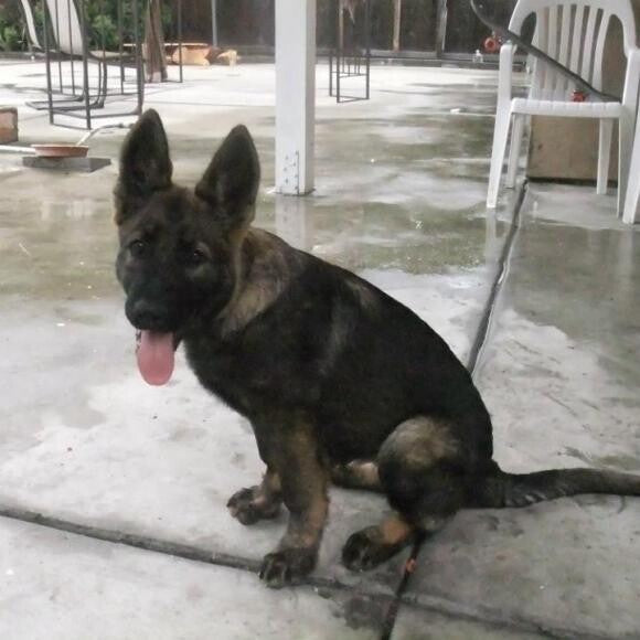 Omma, 6-7 mos. old.