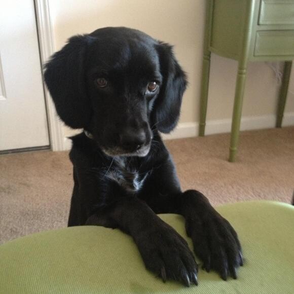 Doing her paws up trick- patiently awaiting a reward treat
