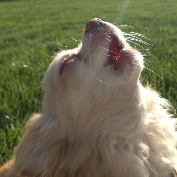 Bug loves to sing along with the high notes