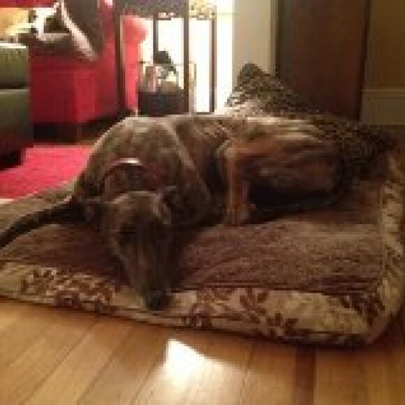 We adopted Rylee when she just came off the track after running 145 races. At the age of 5, as with many track greyhounds, her dental health was awful. After two months at home, Rylee had dental surgery. We were stunned to learn she had 18 teeth removed