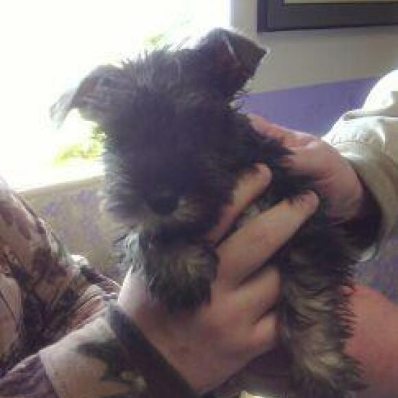 Our boy at 9 weeks old. Only barely 4 lbs