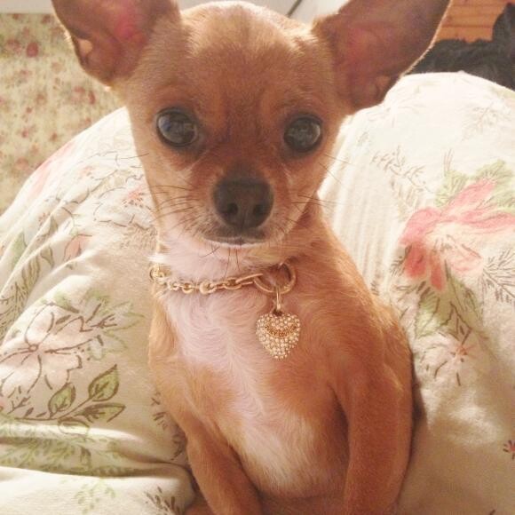 My Chi is a sweet boy named Baby. He loves cuddling and eating treats.