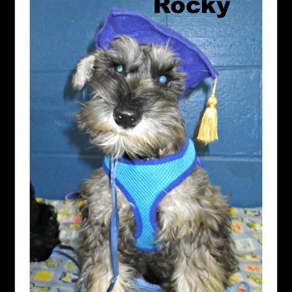 graduation from puppy school at 16 weeks old and 8 lbs