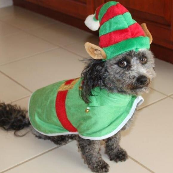 Get me outta this stupid elf outfit!