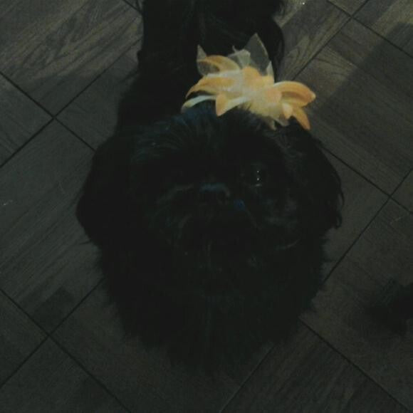 Miss Zoey Princess