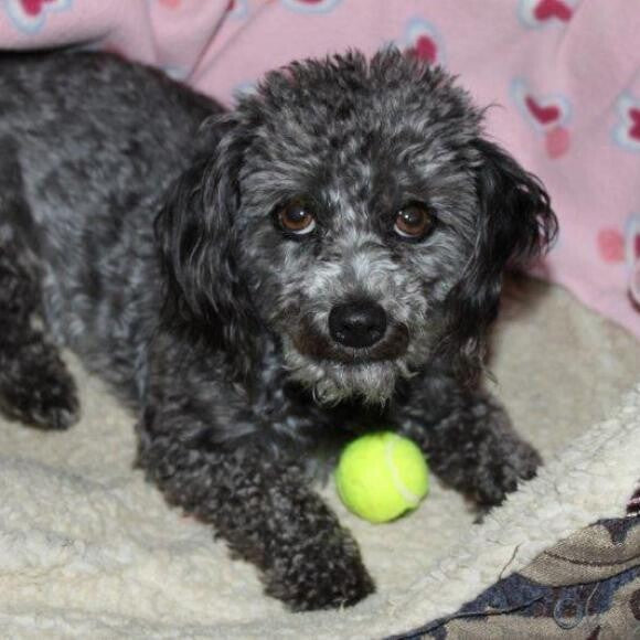 She loves to see how quickly she can stop a ball from squeaking.