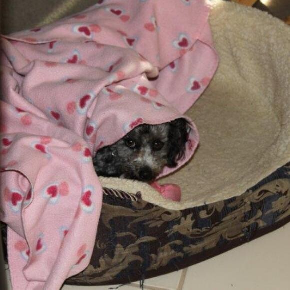 In bed with her favorite blanket. Peek-a-boo!