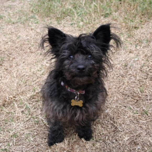 Toto at 6 months, still looking for a home.