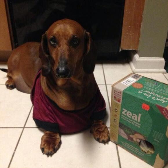 Willie with just one of his favorite Honest Kitchen products, Zeal!