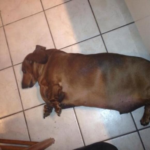 Willie at day 1 of his journey @ 67 pounds.