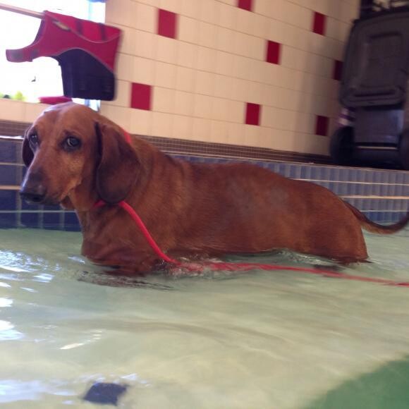 Willie sheds pounds and keeps fit with non-weight bearing exercise like swimming
