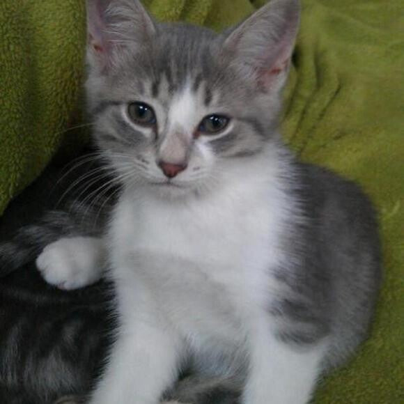 mew.