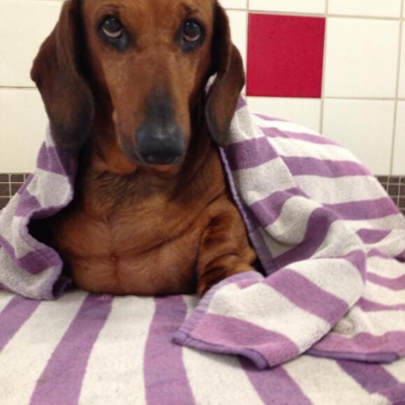 Willie - Post Hydro session. Willie came to me at a whopping 68 pounds!