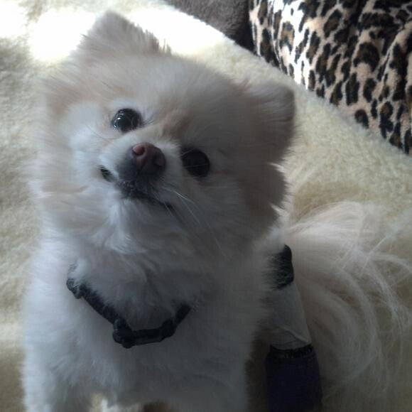 Bella; My Beautiful Pomeranian :)