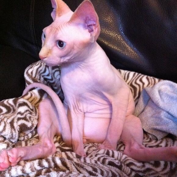such a silly happy kitty