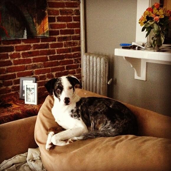 Miss Piper Waffle