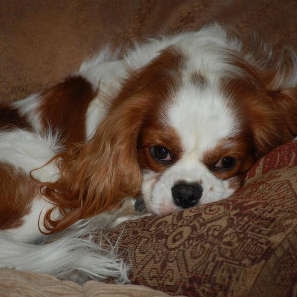 Boo and his favorite pillow!