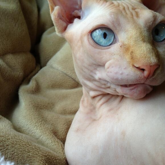 Hairless Harold Loves Honest kitchen Prowl & Grace