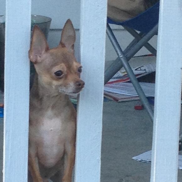 Max, watching the birds and squirrels!!