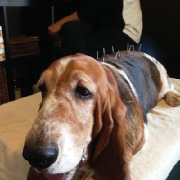 Pearl's acupuncture treatment yesterday. 10-03-13