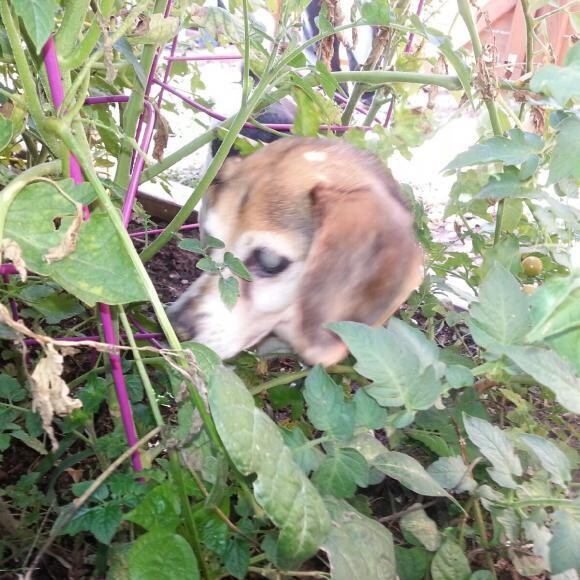 Smelling for tomatoes...told you I had a good nose!