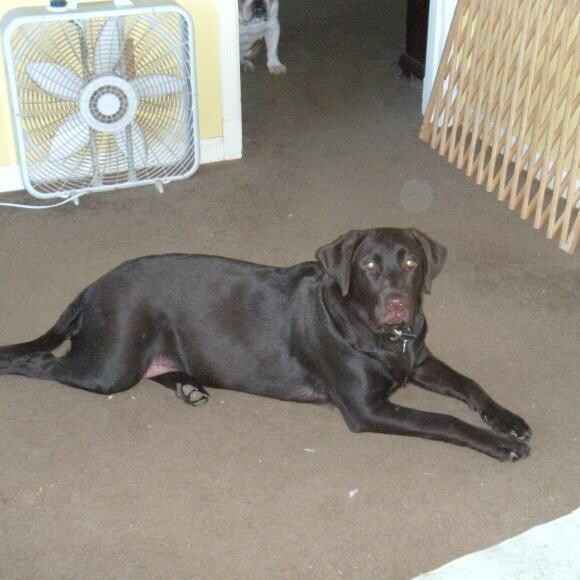 SACHIEL, MY ANGEL OF WATER CHOCOLATE LAB