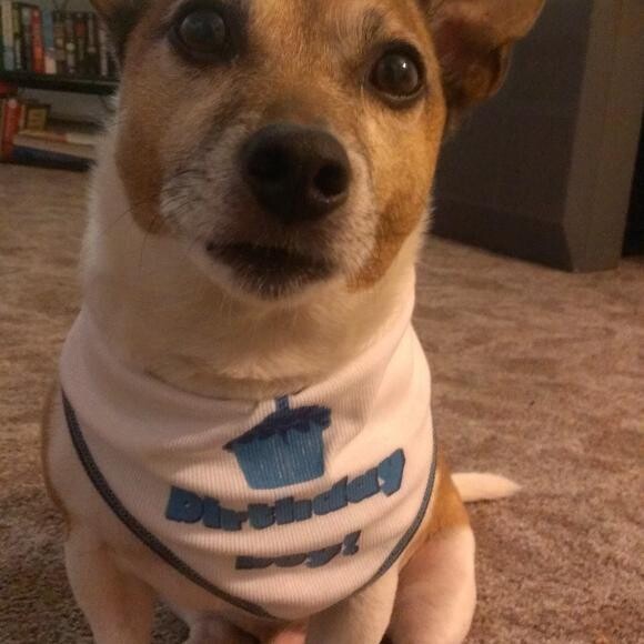 I am Jack the jack russell terrier. I am 9 and I love my mommy very much!